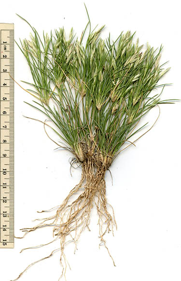  Dasyochloa pulchella